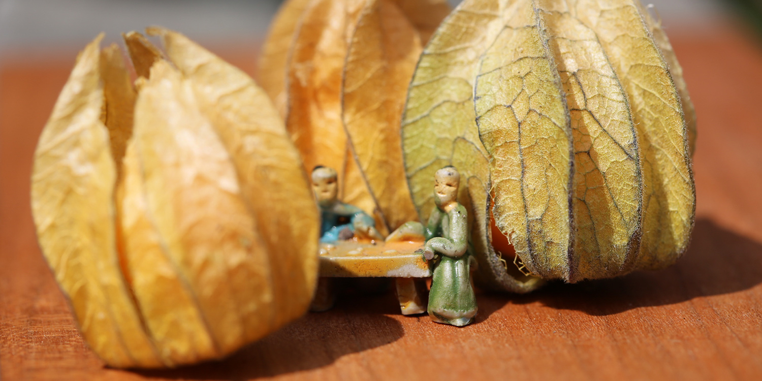 Les contes zen du potager